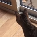突然『窓の外』にやってきたのは……猫が急いで駆け寄ると→まさかの光景に「…
