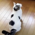 催促する相手を間違えちゃった猫ちゃん