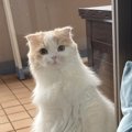 猫が飼い主の呼びかけに反応している時の仕草や行動5つ