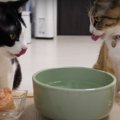 『これはプリンなの？』インパクト大のおやつに猫ちゃん大喜び♪