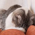 猫が『ごめん寝』の体勢で眠っているときの理由3つ　苦しそうだけど寝れて…