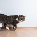 猫の『トイレの置き場所』ランキングベスト3♪NGな場所と併せて解説