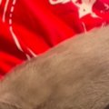 普段は怪獣みたいに『元気いっぱいな猫』→ママには甘えないのに、息子…