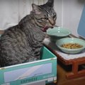 『ごはん前』で停車！猫ちゃん専用お食事バス♪