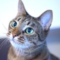 猫に「おいで！」で寄ってくるようにする5つの方法