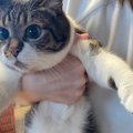 猫の目の前でツナ缶を食べたら…『突っ込む寸前の様子』が面白すぎると…