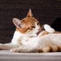 猫の『毛づくろい』に秘められた3つの大切な役割　せっせとお手入れす…