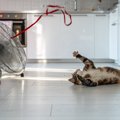 猫にとって逆効果となる『誤った暑さ対策』5選　起こりうるトラブルから正…