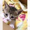 『もう6年なんて早すぎる…』小さかった子猫が大きく成長した姿に感動…