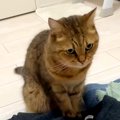 洗濯物をたたんでいると、猫がやってきて…可愛すぎて許してしまう『迷…