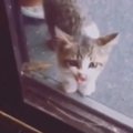 突然玄関に現れて『鳴いていた子猫』→ご飯をあげてみると……『心温まる話』…