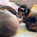 お昼寝している『赤ちゃん』のもとに『三毛猫の赤ちゃん』がやって来ると……
