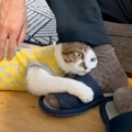 『パパを仕事に行かせたくない猫』がとった行動…愛おしすぎる作戦に悶…