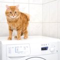 猫の用品の臭い対策！洗剤はなにを使えば良い？