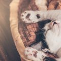 愛猫が快適に眠れる『猫ベッドの置き場所』3つ　安全に眠るために気を…