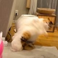『個性強めな５匹の猫』→日常の笑える場面をまとめてみたら…面白すぎる『…