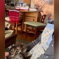 92歳のおばあちゃん→膝の上に乗る『子猫』に話しかけると……「尊すぎて泣く…