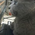 パソコンを使っているパパ→猫が、モニターの目の前で…思わず笑ってしまう…