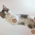 猫の『足の裏の毛』をカットしたほうがいい理由4つ　放置すると起こり…