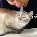 作業の息抜きに猫ちゃんを食べる？！