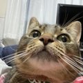 実は本当にすごかった！猫の驚異の能力４つ