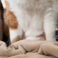 『寝坊した猫の飼い主さん』→起きて目の前を見てみたら…『圧強めな光…