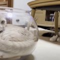 『この猫鉢はおれのもの！』液体化にハマった猫ちゃんの暴挙