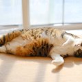 猫の『免疫力が低下』しているサイン５選　下がってしまう原因や改善策も…