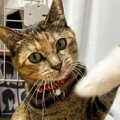 猫じゃらしの動かし方が下手だったときと上手かったとき…想像以上の差…
