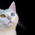 猫の美しい『目の色』の不思議3選　全部で何色？めったに見られない珍…