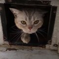 老朽化した猫トイレを大改造！DIYで快適度アップ♡