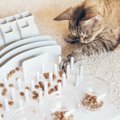 猫の『知能レベル』ってどのくらい？他の動物との比較や優れている能力も…