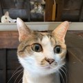 怪奇現象！？背後霊のように映り込む猫ちゃん達が話題