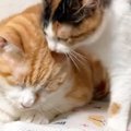 構ってもらえなかった保護子猫…去り際の『まさかの行動』と先住猫の反…