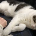 気づかないうちに…寝ぼけている間に爪切りをされる猫さん