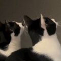 『おもちゃに夢中な2匹の猫』→他の猫も集まってきて…たまらなく可愛らしい…