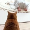 『赤ちゃん用ベッド』を譲り受けた猫→『新しい寝床』も気になって…可…