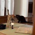 甘えるところを後輩に見られた先輩猫…予想外すぎる行動をとる姿に「心…