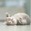 猫ちゃんに教えてもらったこと