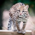 オセロットはどんな猫？特徴・性格や大きさなどの基本情報から、歴史から…