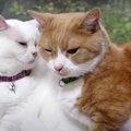 猫同士の上手な付き合い方とは？甘え上手な猫ちゃん♡