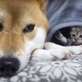 柴犬に"イタズラ"する子猫、『バレてない』と思ってたら…柴犬の…