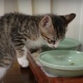 堂々とつまみ食い！子猫ちゃんの可愛い食べ方♡