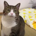 猫ちゃんに布団をプレゼント♡使ってもらうための作戦とは！？