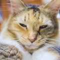 猫が冷たい態度をするのはなぜ？猫が飼い主さんに冷める瞬間４つ