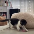 なんだかほっとけない…！新入り子猫ちゃんを見守る先輩にゃんず