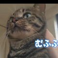 猫ちゃん喜びのアタック！