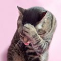 猫も失敗をする！飼い主に見られたときの反応３選