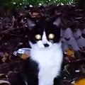公園に捨てられた『生後1か月の子猫』を保護した結果…幸せになるまでの軌…