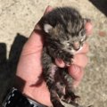 捨て猫だった『ぽち』今ではかけがえのない大切な家族